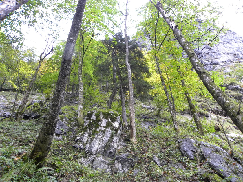 Felsen und Bäume mit Verstecken sind der Lebensraum des Alpensalamander