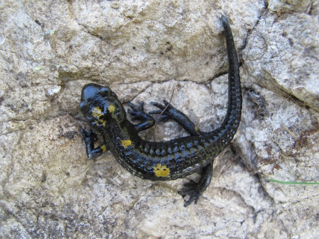 Salamandra atra pasubiensis auf Stein